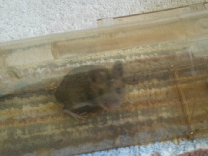 A small mouse staring at the camera from inside a long plastic humane mouse-trap, on the background of a brown striped rug.