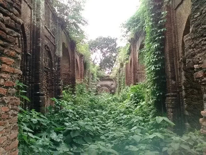 A photographs showing the ruins of the palace and temples built by Rani Bhabani, Murshidabad, partly overgrown with plants.