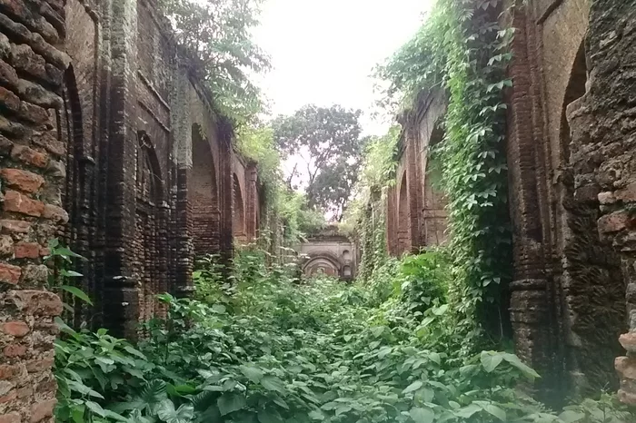 A photographs showing the ruins of the palace and temples built by Rani Bhabani, Murshidabad, partly overgrown with plants.