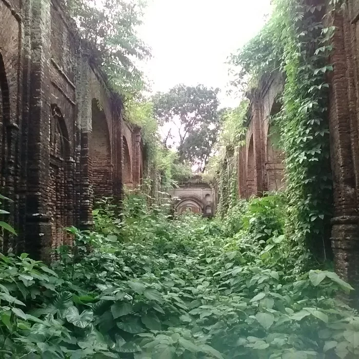 A photographs showing the ruins of the palace and temples built by Rani Bhabani, Murshidabad, partly overgrown with plants.