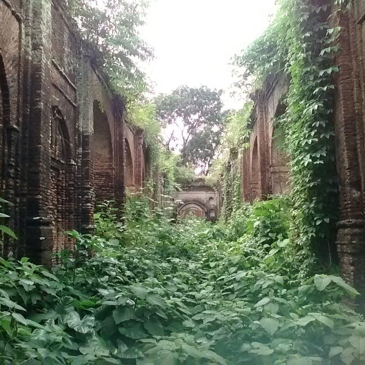 A photographs showing the ruins of the palace and temples built by Rani Bhabani, Murshidabad, partly overgrown with plants