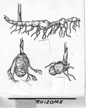 Line drawing of a rhizome